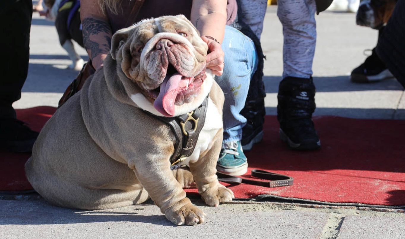 Best leash clearance for english bulldog