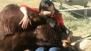 The Gentle Barn in Santa Clarita offers cow hug therapy.