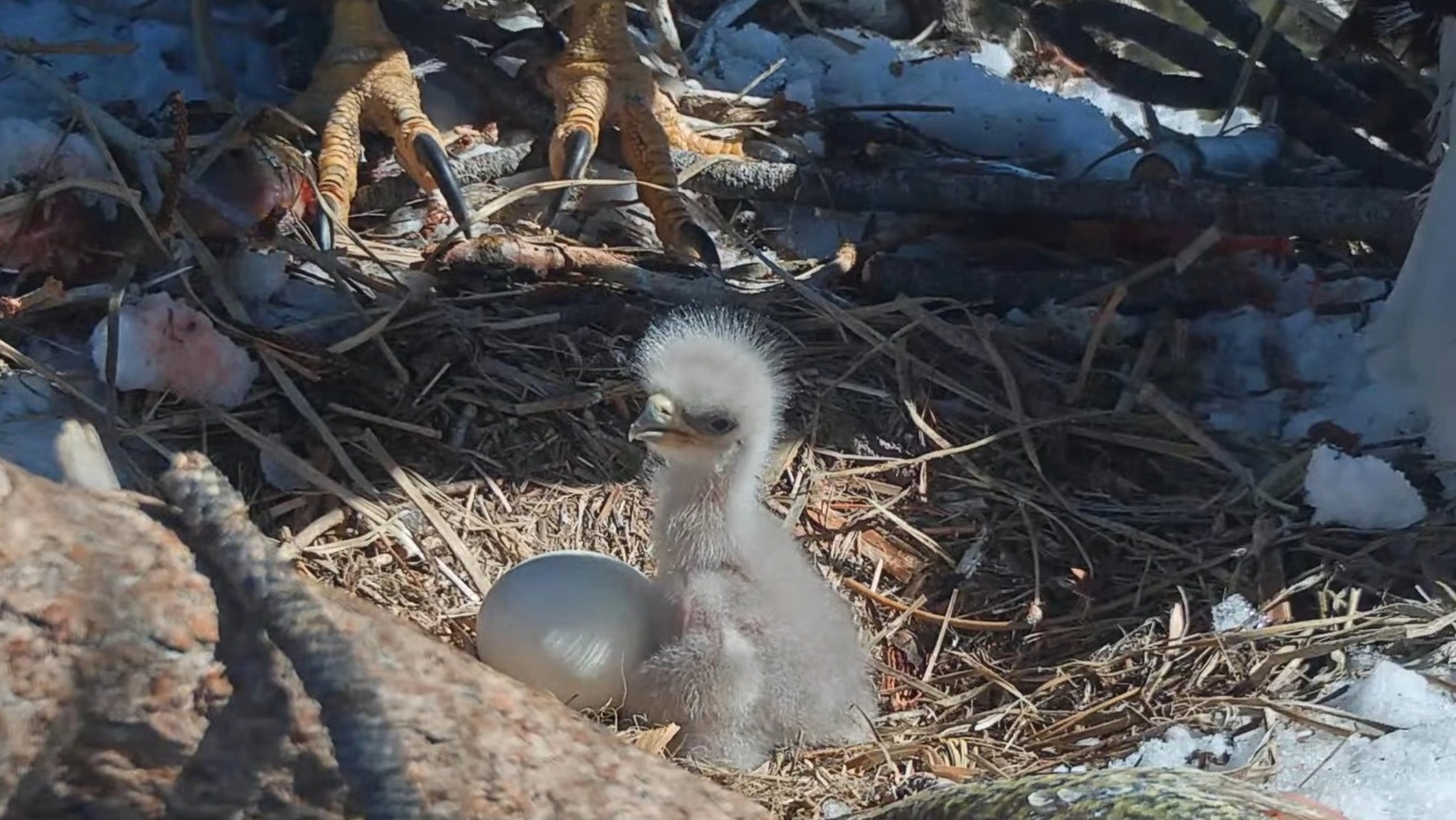 Help Hatch a Name for the Big Bear Lake Eaglet – NBC Los Angeles