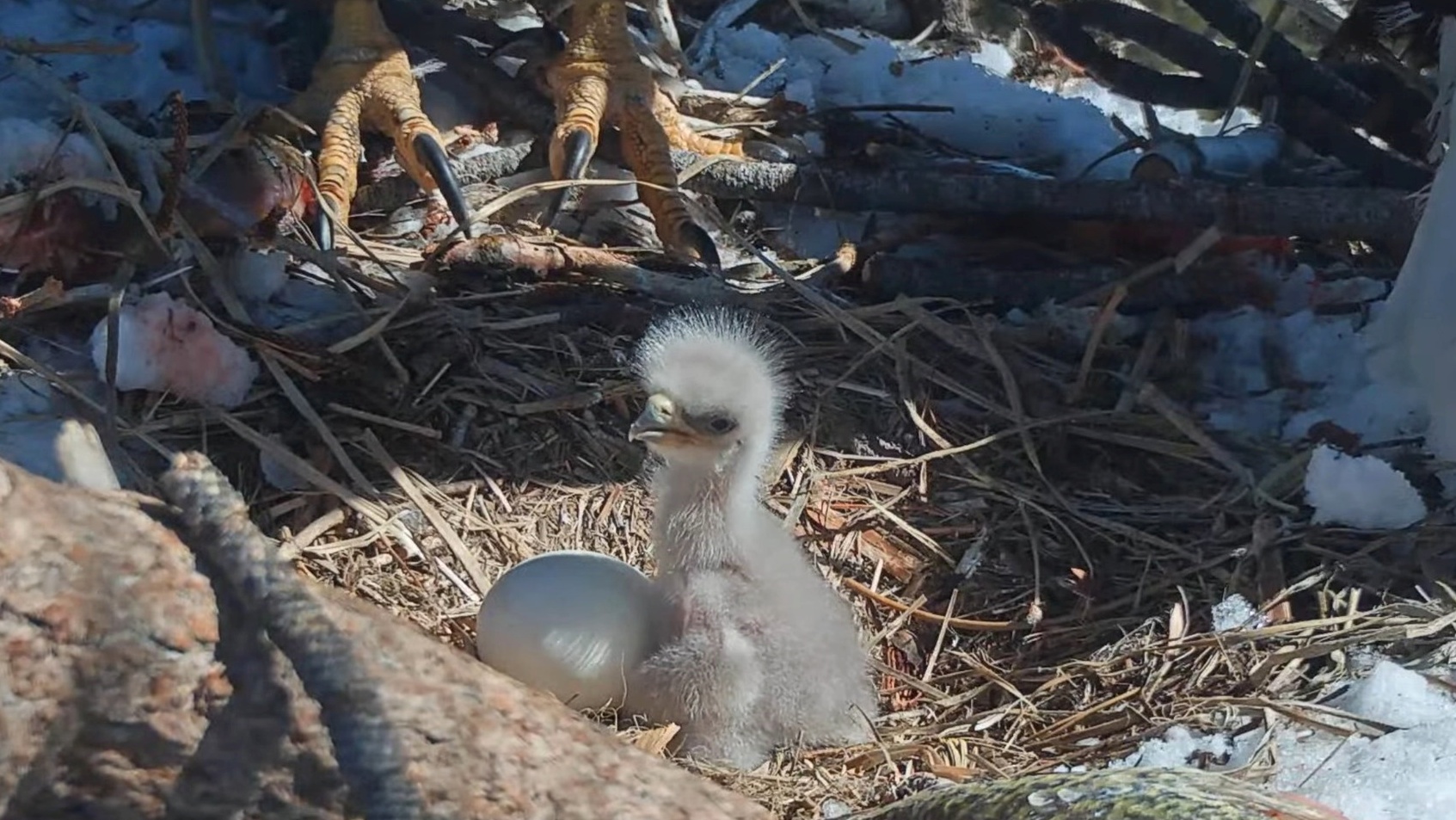 Help Hatch a Name for the Big Bear Lake Eaglet – NBC Los Angeles Help Hatch a Name for the Big Bear Lake Eaglet – NBC Los Angeles