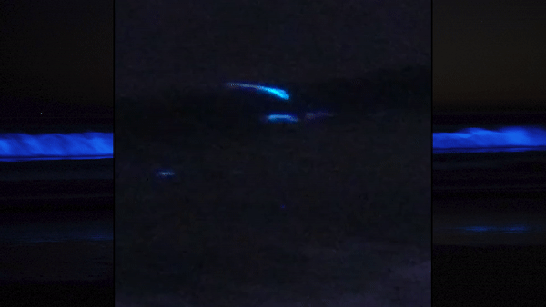Bioluminescence is Back at San Diego Beaches and Dolphins Are Enjoying The Blue Waves – NBC Los Angeles - Vimarsana News