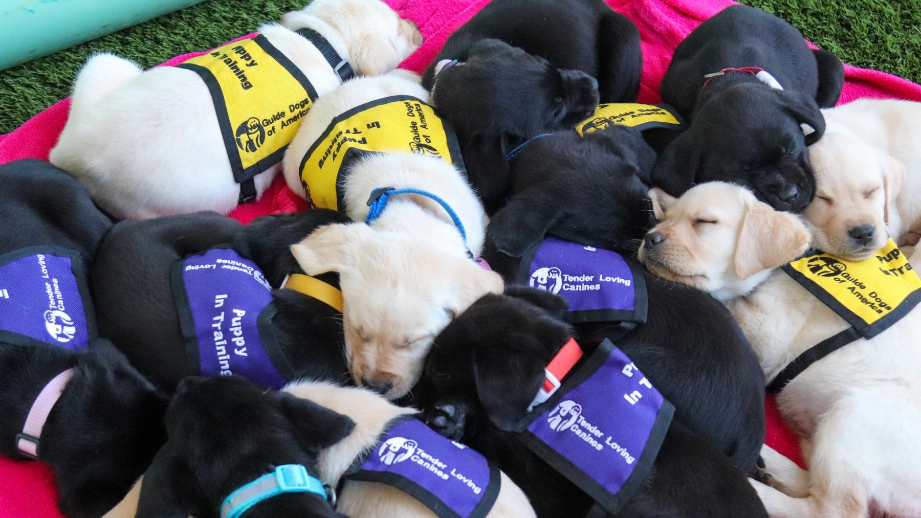 how long do guide dogs train for