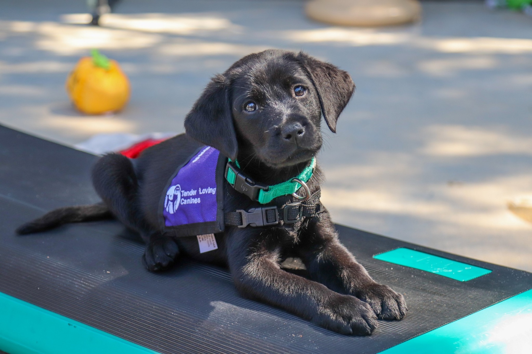 Los Angeles Rams - Happy #InternationalDogDay to Cooper Pupp! Pupp is  training with Shelter to Soldier to become a pawesome service dog for a  deserving veteran! 