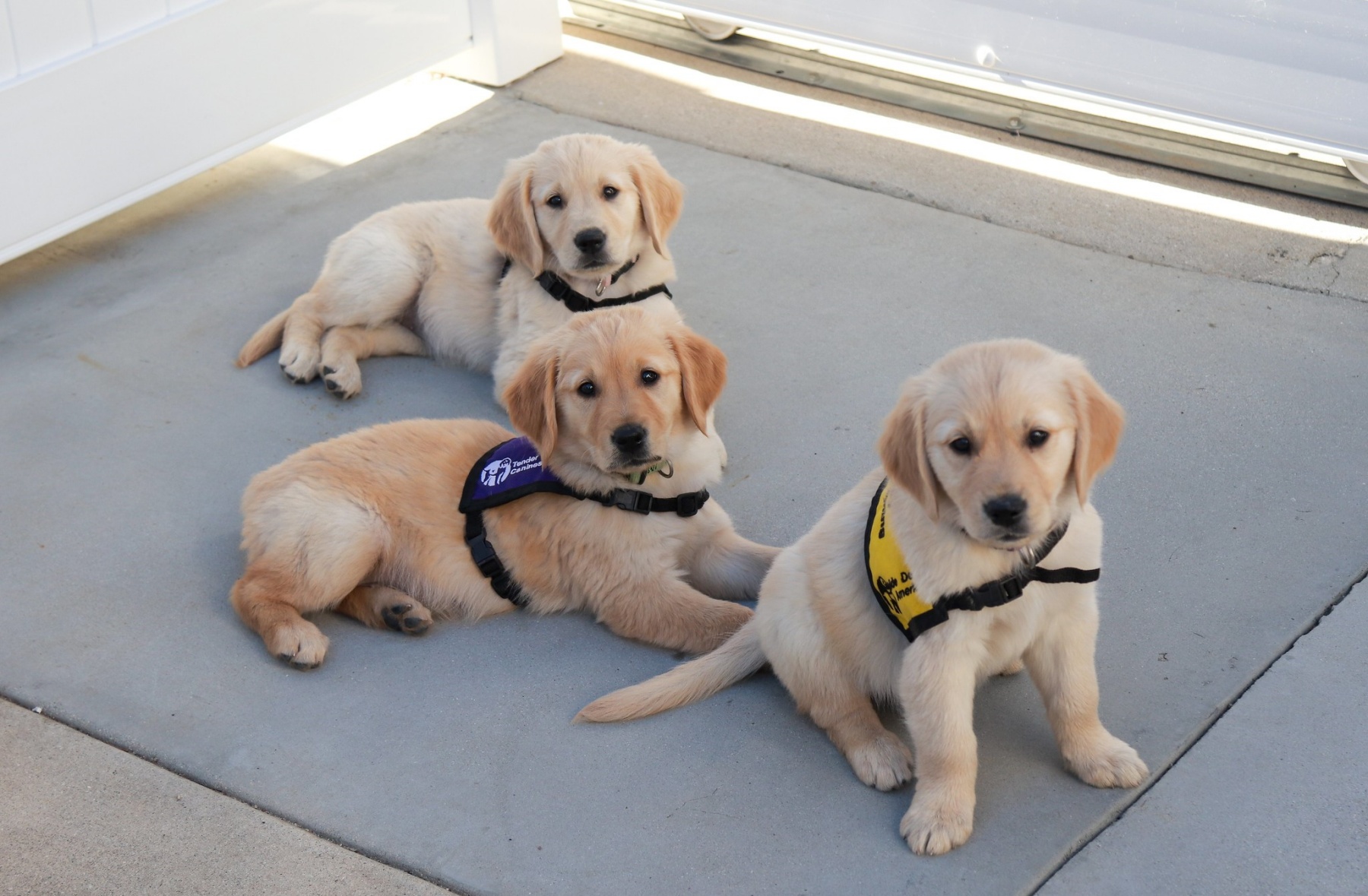 Guide sales dogs nbc