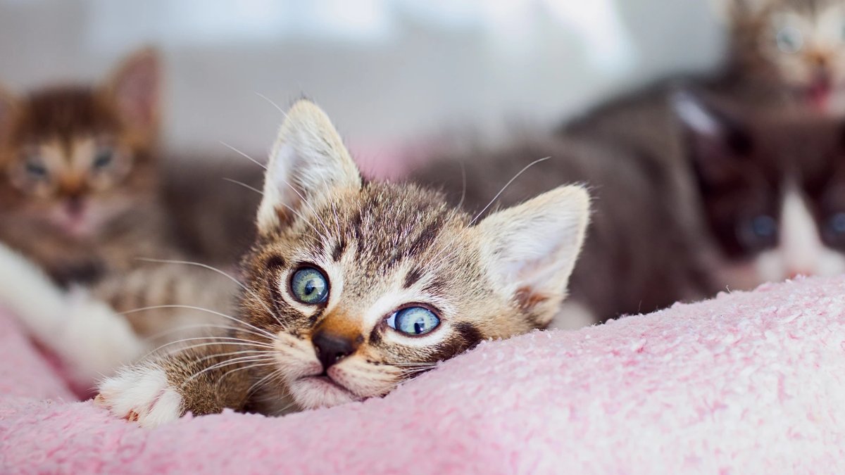 ‘Kitten Showers’ to Help Locals Eager to Foster NBC Los Angeles