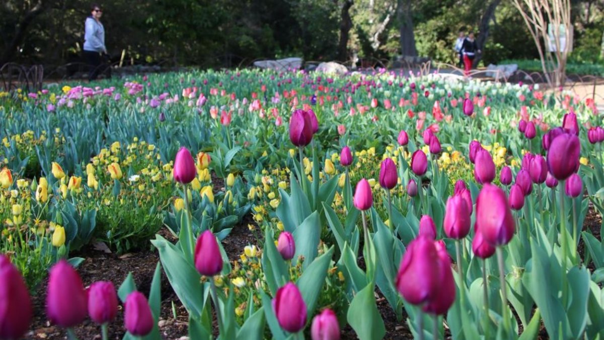 Where to See Thousands and Thousands of Tulips