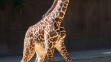 The LA Zoo has a new baby giraffe.