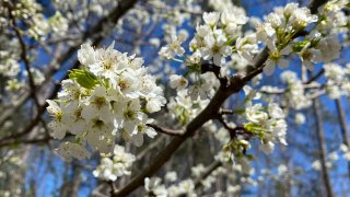 callery pear