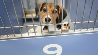 Central Islip, N.Y.: A young beagle is among the dozens of dogs awaiting adoption at the Town of Islip’s newly-opened animal shelter in Central Islip, New York on Friday, Oct. 29, 2021. With features like privacy panels between kennels and direct access to spacious outdoor pens, the shelter is designed to minimize stress on animals, which in turn makes them more adoptable. (Photo by John Paraskevas/Newsday RM via Getty Images)