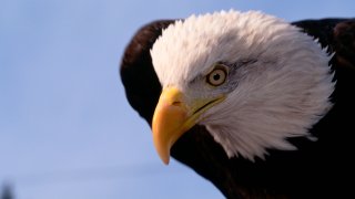 Bald Eagle Close-Up of white feathers and yellow beak