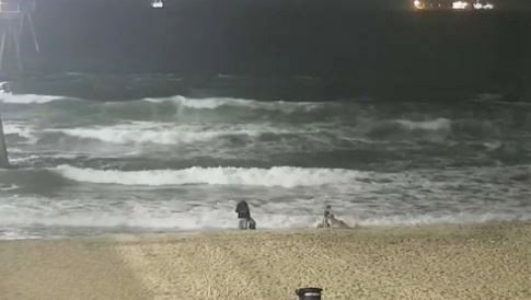 Girl Injured in Coyote Attack on SoCal Beach – NBC Los Angeles - Vimarsana News