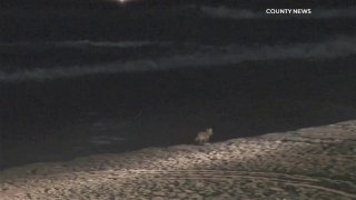A girl suffered serious injuries in an encounter with a coyote in Huntington Beach.