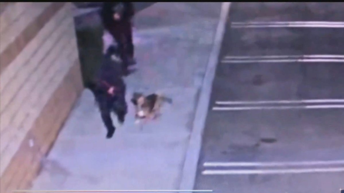 Watch: Three Dogs Stolen From Animal Shelter – NBC Los Angeles - Vimarsana News