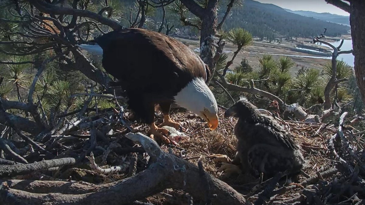 The Adorable Big Bear Eaglet Just Got a Name - Vimarsana News