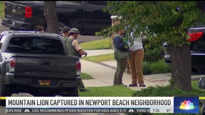 Mountain Lion Captured in Newport Beach Neighborhood