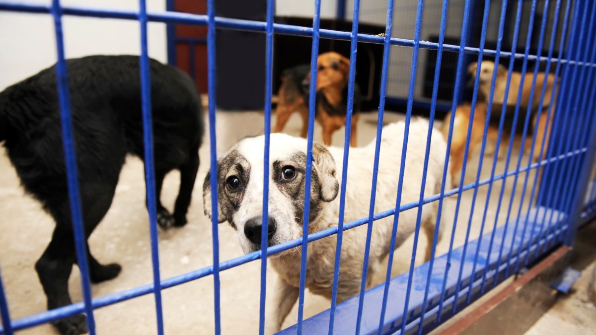 Corona Assemblyman Introduces 'Bowie's Law' in Attempt to Save Healthy Animals From Being Euthanized at Shelters – NBC Los Angeles - Vimarsana News