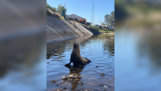 Freeway the sea lion, who was given that name by the SeaWorld Rescue Team for his January appearance off State Route 94, is spotted on April 7, 2022 in another peculiar place -- a storm drain in National City.