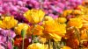 Visit The Flower Fields ‘Anytime' with a special ticket, ‘even on sold-out days'