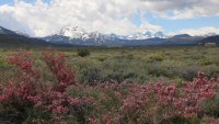 Snow and Spring Flowers Make Mono County Magic