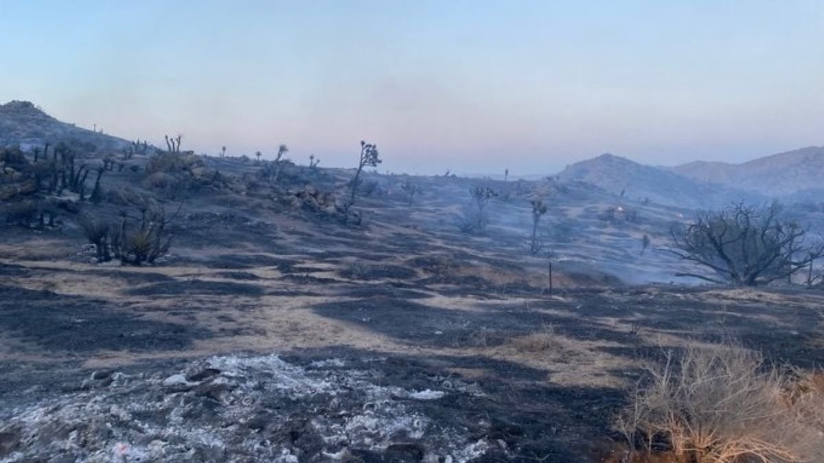 Yucca Valley Fire Burns 250 Acres NBC Los Angeles