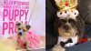 Meet Adoptable Dogs at the Adorable ‘Puppy Prom'