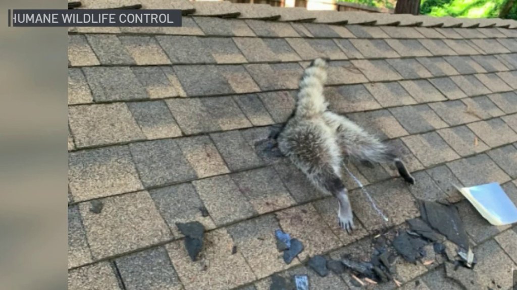 A raccoon was trapped in a hole in the roof of a home in California's Santa Cruz Mountains.