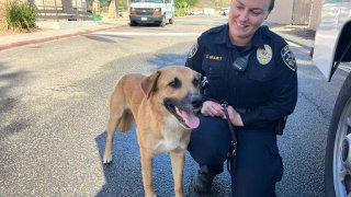 Humane Officers saved a stray shepherd from quite a wild situation!