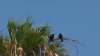 Hermosa Beach Fights Aggressive Crow Problem