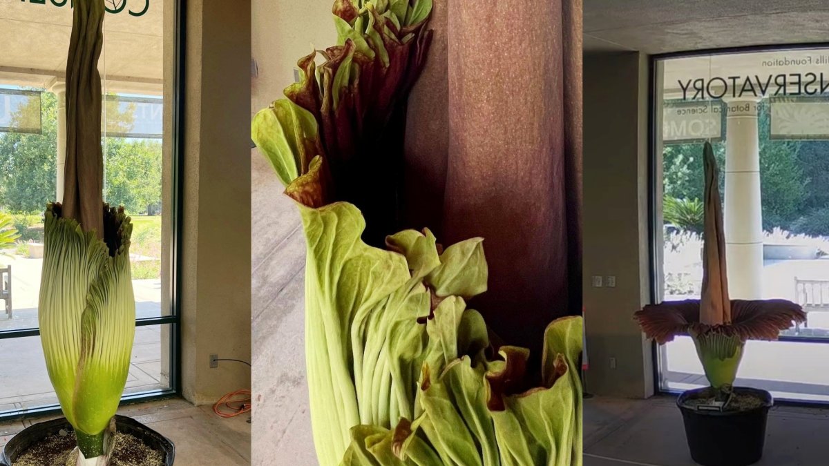 The Huntington's Corpse Flower Is Open (but Not for Long) - Vimarsana News