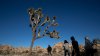 California has new plan to save iconic Joshua Trees