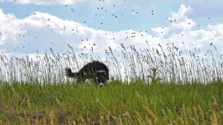 In this photo provided by rancher Diana Fillmore, grasshoppers swarm around the dog of rancher Diana Fillmore on her land in Arock, Ore., on July 6, 2021.