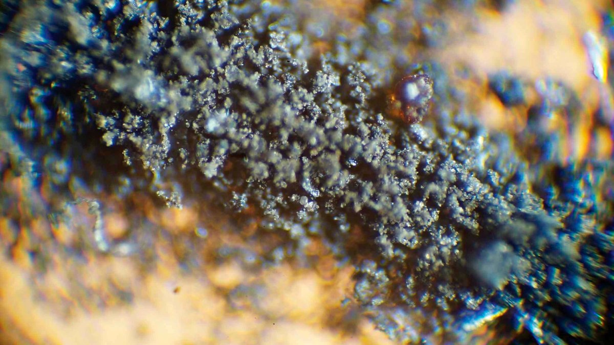 NASA Demands Moon Dust, Cockroach Carcasses Be Returned – NBC Los Angeles - Vimarsana News
