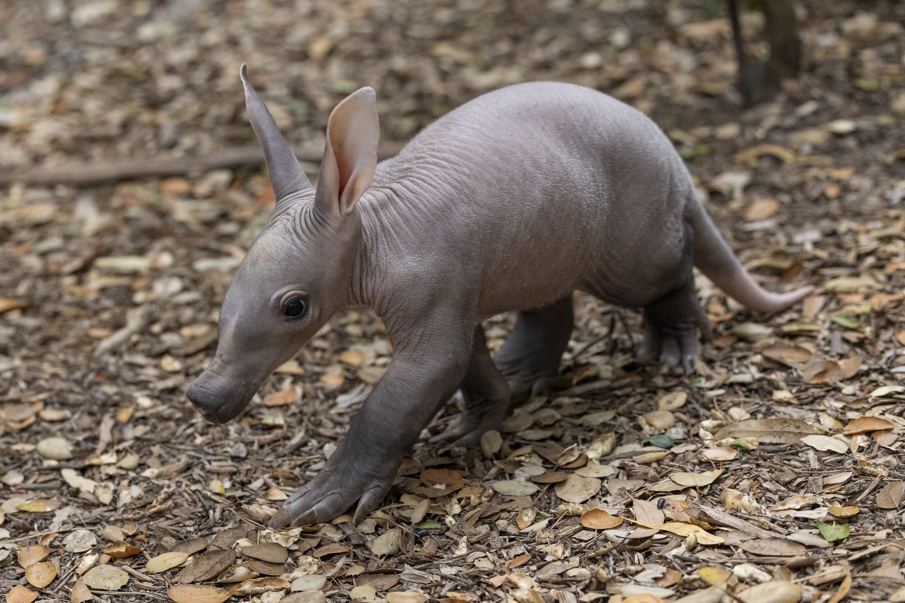 San Diego Zoo Welcomes First Aardvark Cub in Over 35 Years – NBC Los Angeles