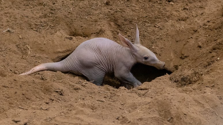 San Diego Zoo Welcomes First Aardvark Cub In Over 35 Years NBC Los san-diego-zoo-welcomes-first-aardvark-cub-in-over-35-years-nbc-los