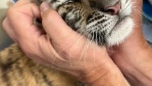 Cub receives a head scratch from Dr. Bill Rives