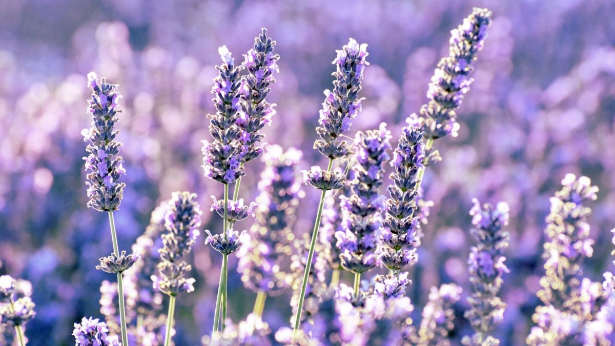 Lavender Fields Are Popping as June Concludes - Vimarsana News
