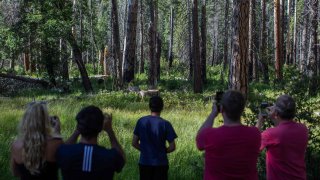 People snap photos in Yosemite National Park.