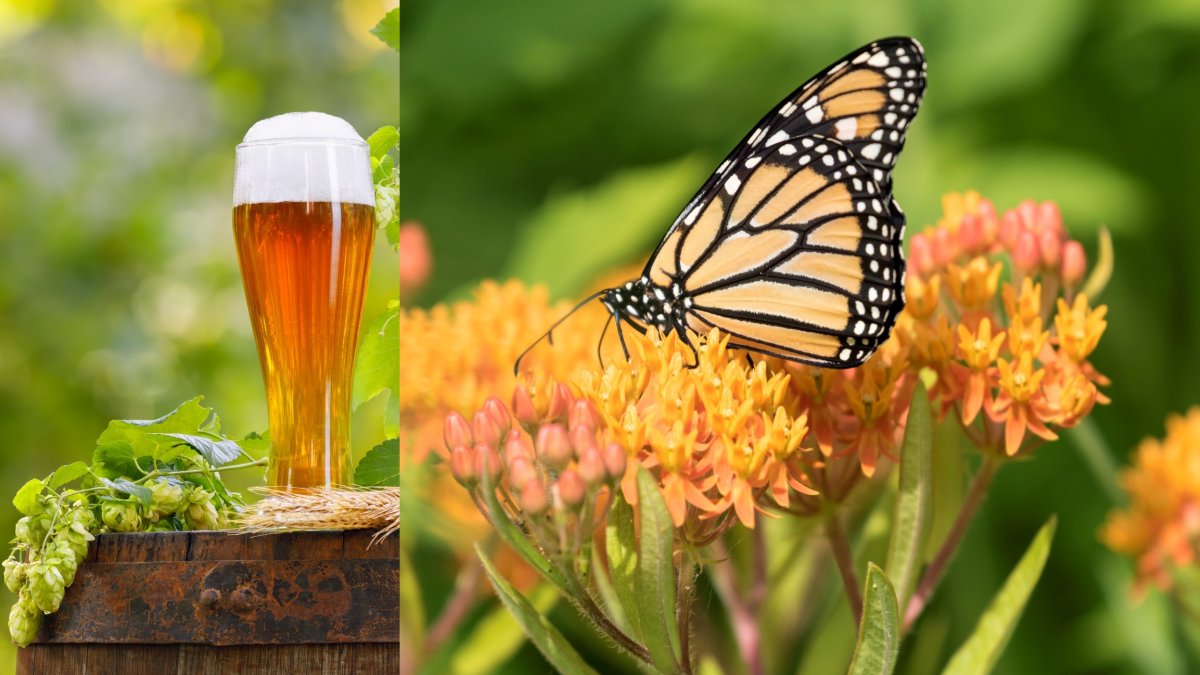 A Pollination Party Blooms at Eagle Rock Brewery - Vimarsana News