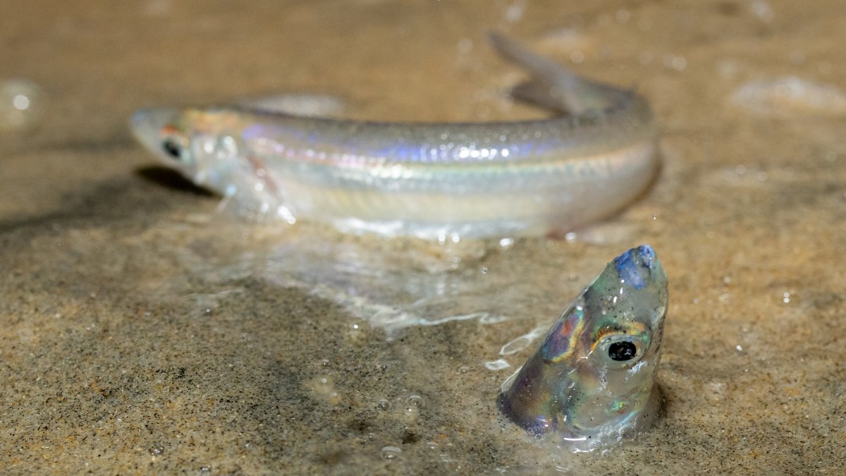 Grunion runs, when tiny fish wriggle onto the beach to spawn, are a