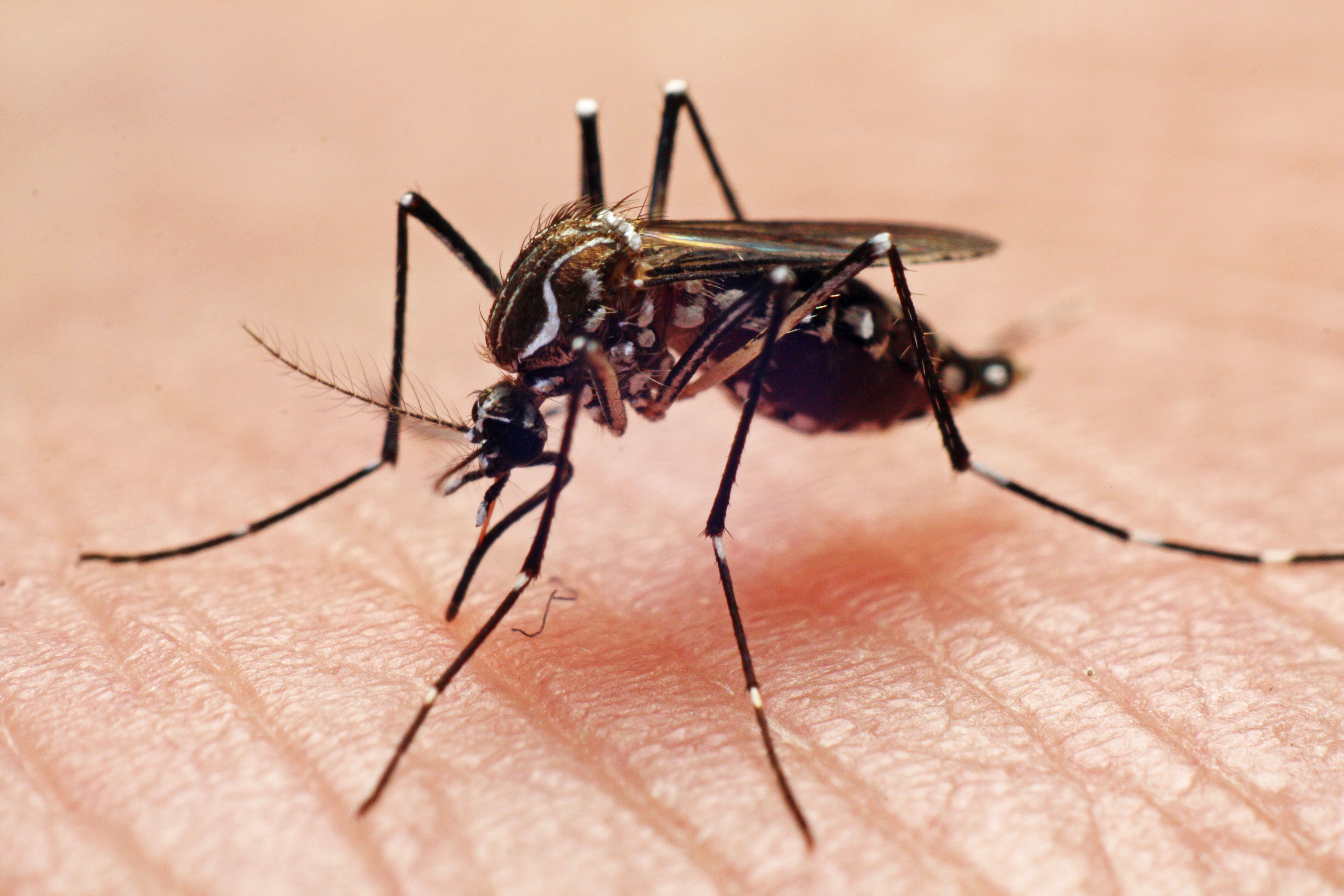Ankle Biting Mosquitoes: They're Relentless