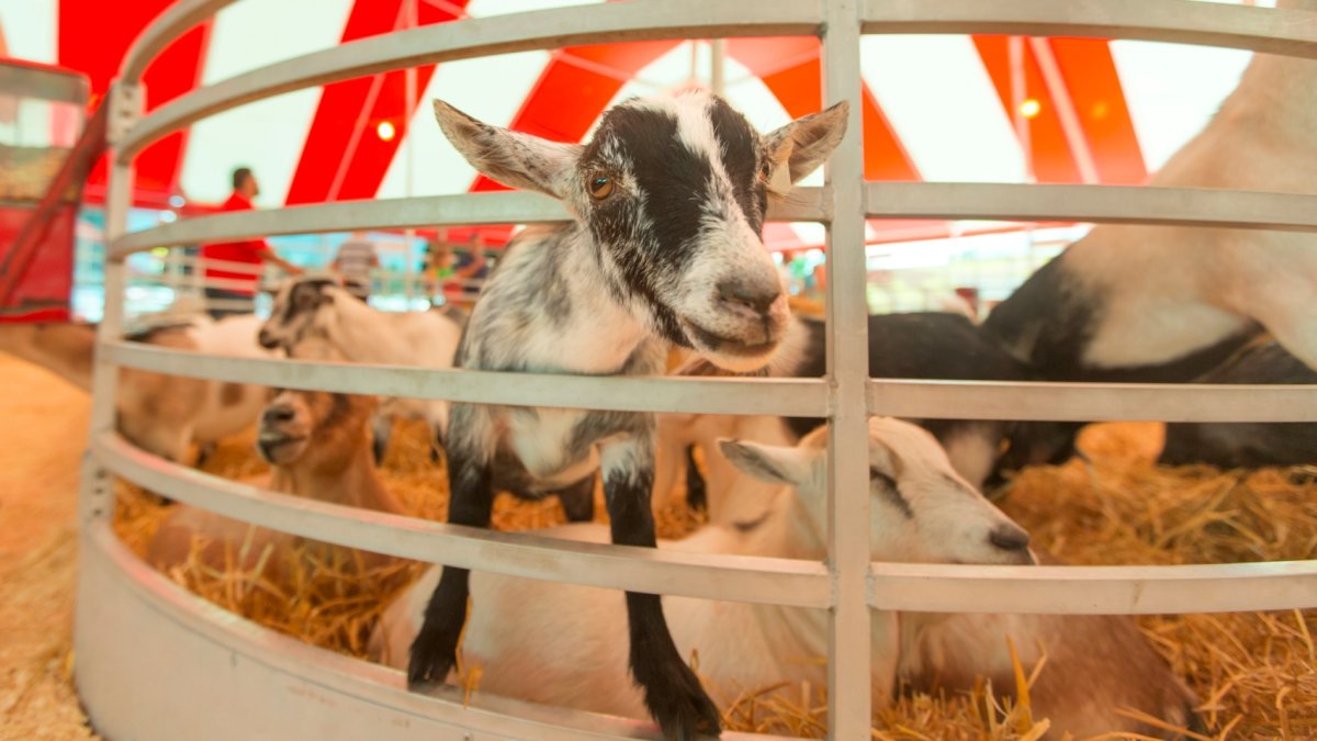 Goat for It Ventura County Fair Tickets Now on Sale NBC Los Angeles