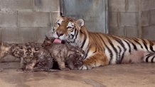 Nadya and Cubs 2