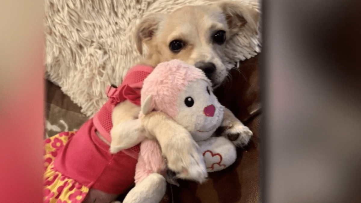 Chihuahua Shot With Arrow Recovers Alongside New Family - Vimarsana News