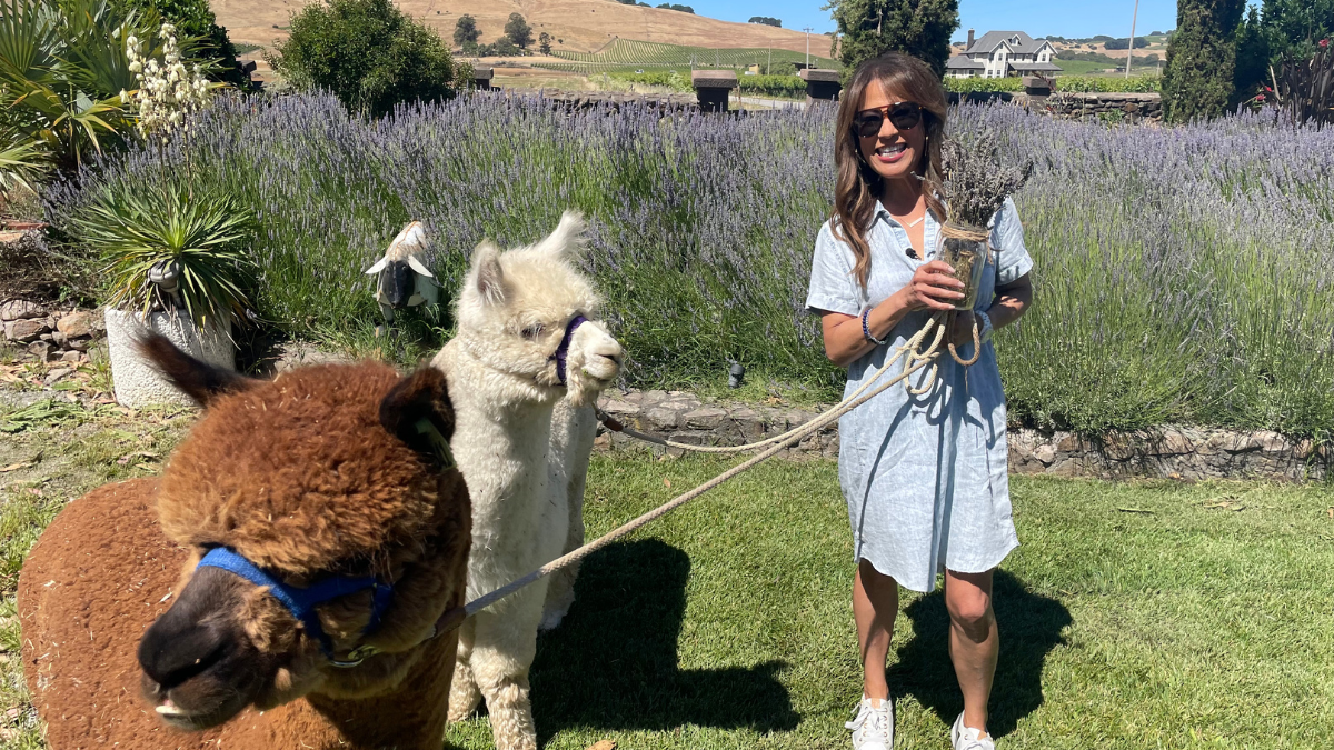 The Health Benefits of Lavender Fields and Frolicking Alpacas