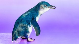 We have little blue penguin visitors! — miracle & wander