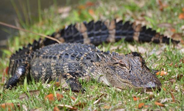 One Dead in Myrtle Beach Area After Alligator Attack – NBC Los Angeles - Vimarsana News