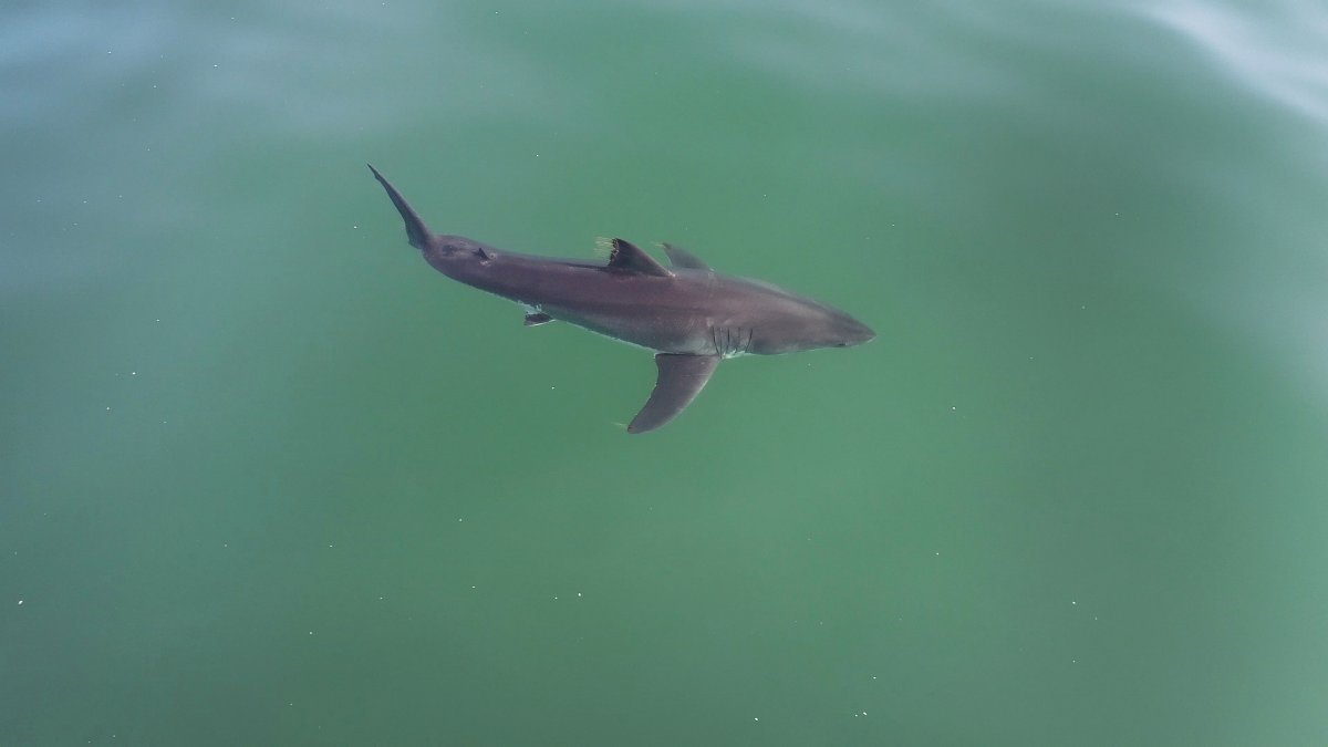 Great White Shark Nursery Filmed in Extremely Rare Footage
