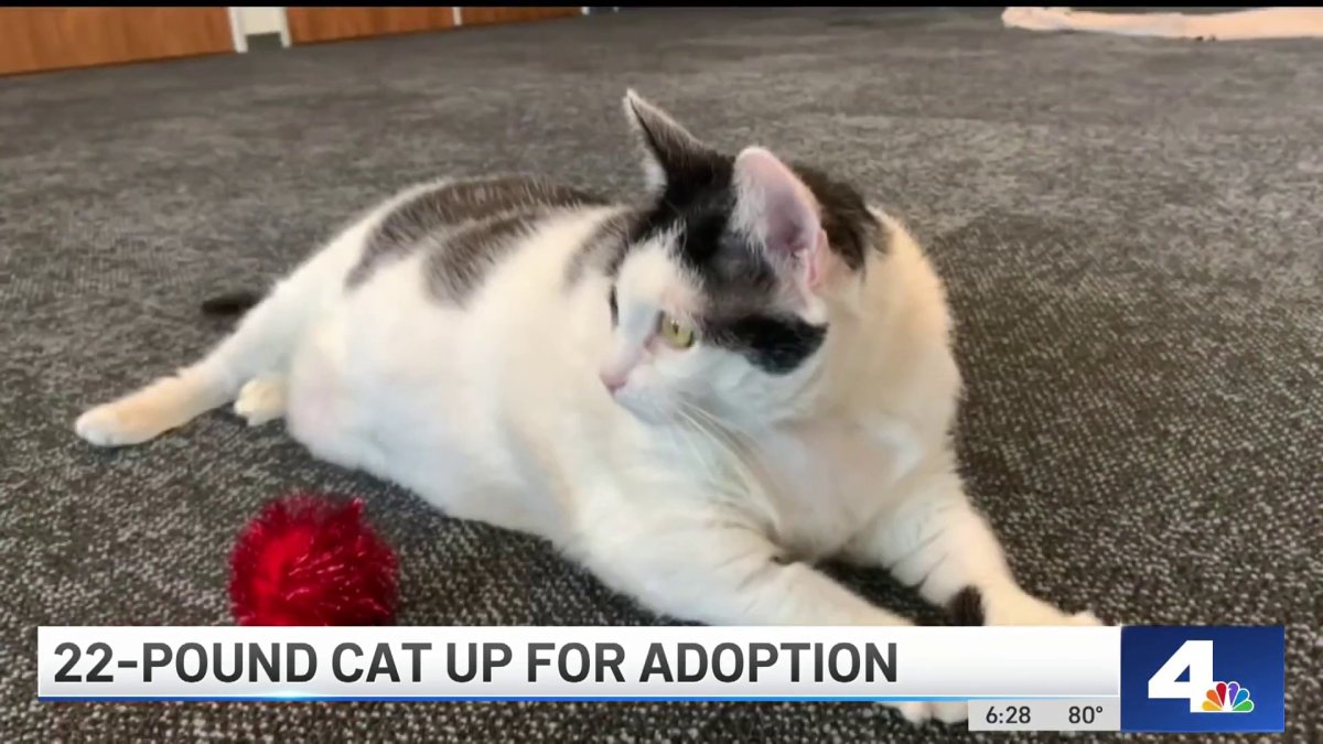 22 Pound Cat Up For Adoption Nbc Los Angeles 
