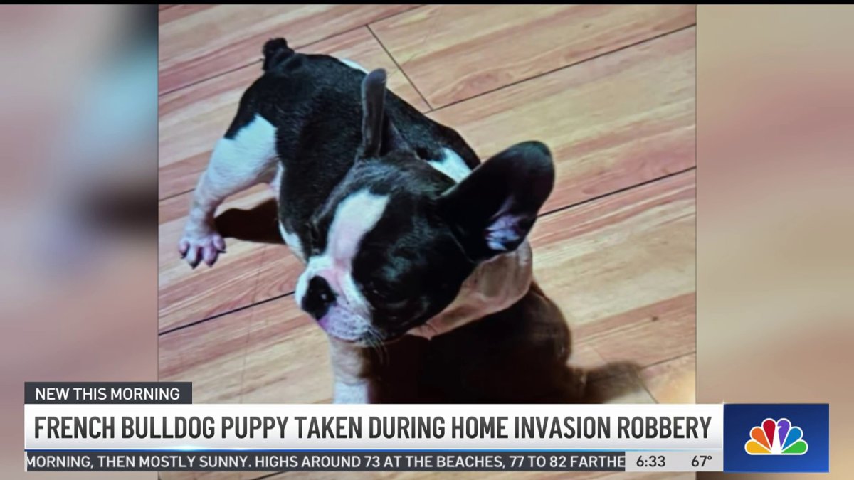 French Bulldog Stolen in Rosemead Armed Home Invasion NBC Los Angeles