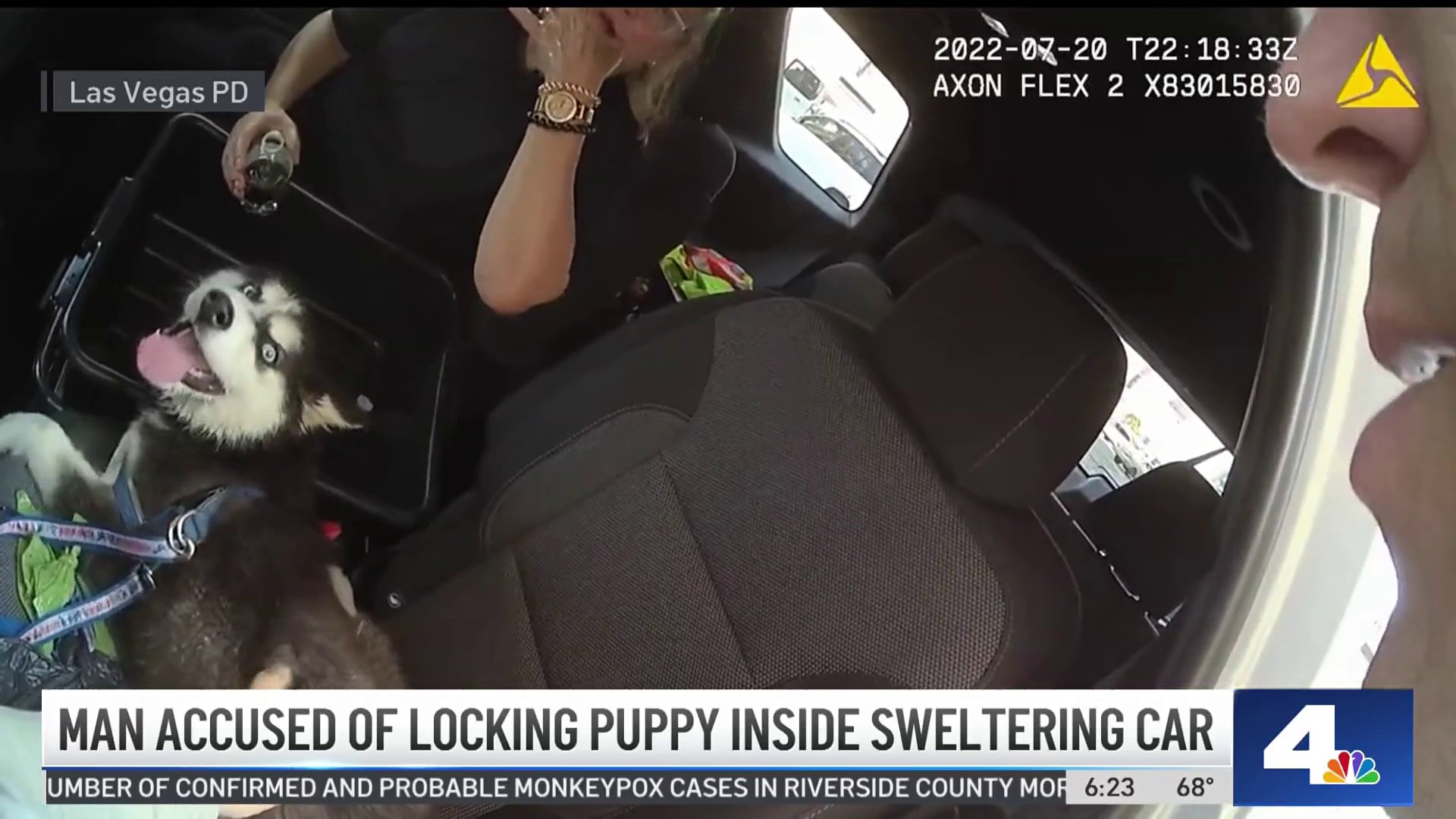 Husky Puppy Left Inside Hot Car When Owner Went Gambling in Las Vegas